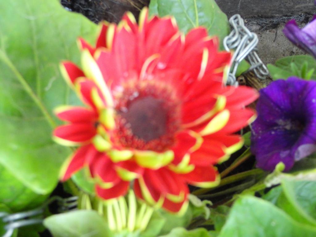 Orley House B&B Drogheda Luaran gambar